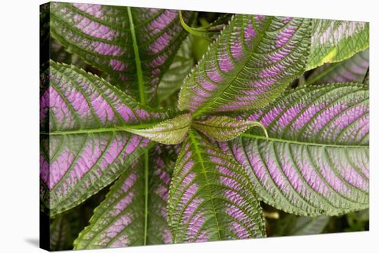Persian Shield Leaves, Ann Arbor, Michigan '13-Monte Nagler-Stretched Canvas