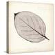 Persimmon Leaf-Booker Morey-Stretched Canvas