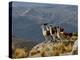 Peru, Llamas in the Bleak Altiplano of the High Andes Near Colca Canyon-Nigel Pavitt-Premier Image Canvas