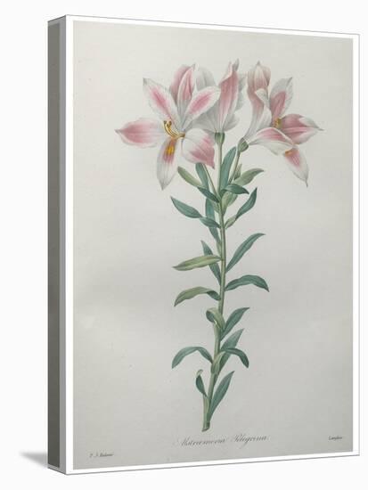 Peruvian Lilly-Pierre-Joseph Redoute-Stretched Canvas