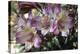 Peruvian Lily (Alstroemeria 'Balance')-Adrian Thomas-Premier Image Canvas