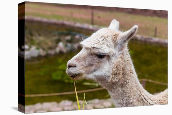 Peruvian Llama. Farm of Llama,Alpaca,Vicuna in Peru,South America. Andean Animal.Llama is South Ame-vitmark-Premier Image Canvas