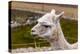 Peruvian Llama. Farm of Llama,Alpaca,Vicuna in Peru,South America. Andean Animal.Llama is South Ame-vitmark-Premier Image Canvas