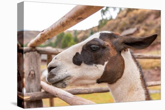 Peruvian Llama. Farm of Llama,Alpaca,Vicuna in Peru,South America. Andean Animal.Llama is South Ame-vitmark-Premier Image Canvas