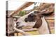 Peruvian Llama. Farm of Llama,Alpaca,Vicuna in Peru,South America. Andean Animal.Llama is South Ame-vitmark-Premier Image Canvas