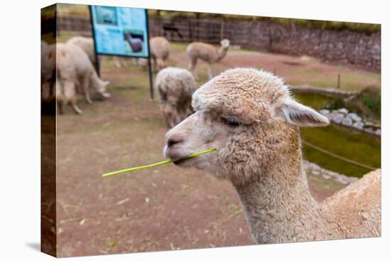 Peruvian Llama. Farm of Llama,Alpaca,Vicuna in Peru,South America. Andean Animal.Llama is South Ame-vitmark-Premier Image Canvas