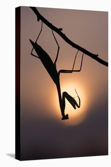 Peruvian mantis silhouette with sun behind, captive, occurs in South America-Edwin Giesbers-Premier Image Canvas