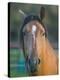 Peruvian Paso Horse-DLILLC-Premier Image Canvas