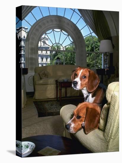 Pet Beagles of President Lyndon B. Johnson, Sitting Together in White House Sitting Room-Francis Miller-Premier Image Canvas