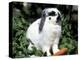 Pet Domestic Holland Lop Eared Rabbit with Carrot-Lynn M. Stone-Premier Image Canvas