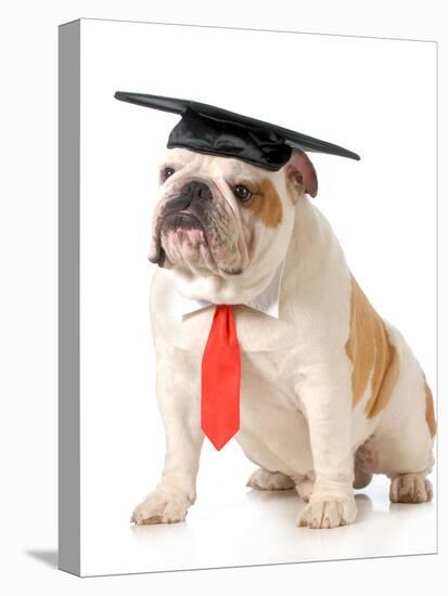 Pet Graduation - English Bulldog Wearing Graduation Cap And Red Tie-Willee Cole-Premier Image Canvas