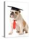 Pet Graduation - English Bulldog Wearing Graduation Cap And Red Tie-Willee Cole-Premier Image Canvas