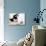 Pet of the Week: Puss Puss Cat-null-Premier Image Canvas displayed on a wall