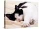Pet of the Week: Puss Puss Cat-null-Premier Image Canvas
