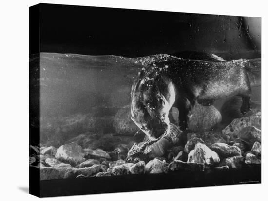 Pet Otter Diving For Frog at Mealtime-Wallace Kirkland-Premier Image Canvas