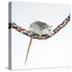 Pet Rat Balancing on Rope-null-Premier Image Canvas