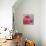 Petal Closeup III-Nicole Katano-Stretched Canvas displayed on a wall