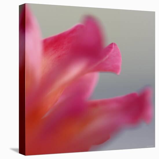 Petal Closeup III-Nicole Katano-Stretched Canvas