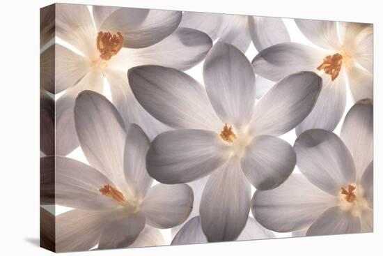 Petal Perfect-Assaf Frank-Stretched Canvas