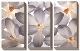 Petal Perfect-Assaf Frank-Stretched Canvas