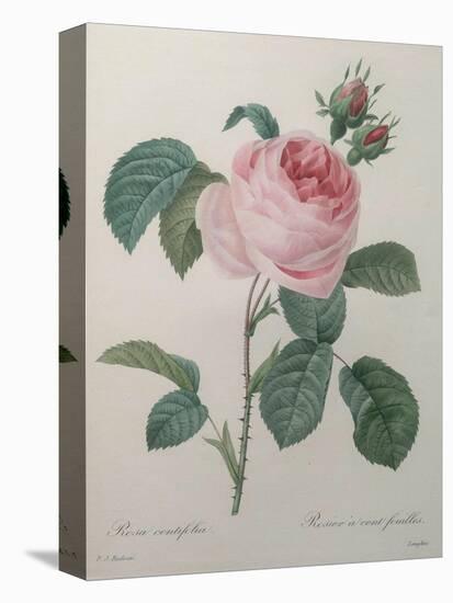 Petaled Rose-Pierre-Joseph Redoute-Stretched Canvas