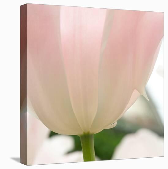 Petals of a Tulip-George Lepp-Premier Image Canvas