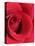 Petals of Red Rose-Clive Nichols-Premier Image Canvas
