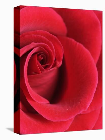 Petals of Red Rose-Clive Nichols-Premier Image Canvas