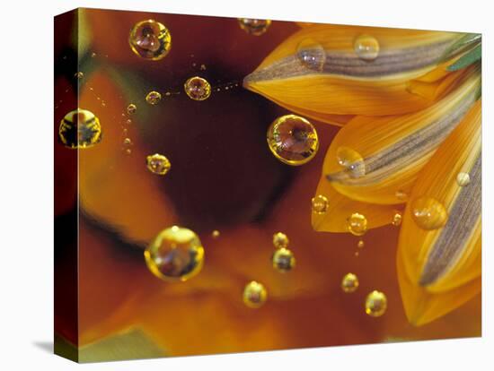Petals on Mylar Surface with Dew Drops-Nancy Rotenberg-Premier Image Canvas