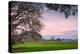 Petaluma Farm Scene, Sonoma County California-Vincent James-Premier Image Canvas