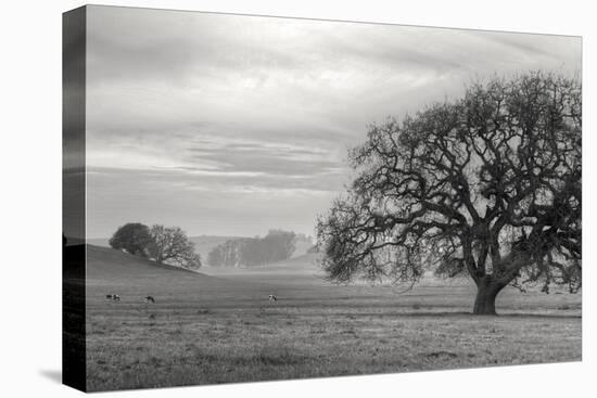 Petaluma Winter Oak Landscape, Northern California-Vincent James-Premier Image Canvas