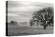 Petaluma Winter Oak Landscape, Northern California-Vincent James-Premier Image Canvas