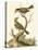 Petite Bird Study IV-George Edwards-Stretched Canvas