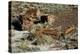 Petrified Forest National Park, Holbrook, Arizona, USA-Michel Hersen-Premier Image Canvas