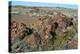 Petrified logs, Petrified Forest National Park, Holbrook, Arizona, USA.-Michel Hersen-Premier Image Canvas