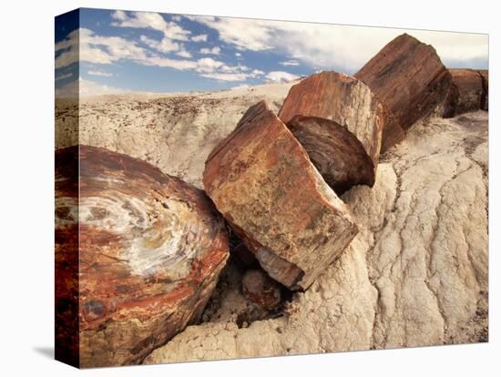 Petrified Logs-Joe McDonald-Premier Image Canvas