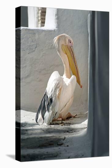 Petros the Pelican, Chora, Mykonos, Greece-David Noyes-Premier Image Canvas