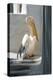 Petros the Pelican, Chora, Mykonos, Greece-David Noyes-Premier Image Canvas