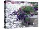 Petunias in Flower Planter-Adam Jones-Premier Image Canvas