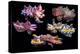 Pfeffer's flamboyant cuttlefish composite image, Indo-Pacific-Georgette Douwma-Premier Image Canvas