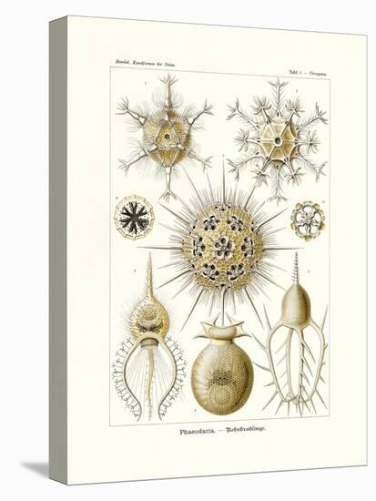 Phaeodaria, 1899-1904-null-Premier Image Canvas