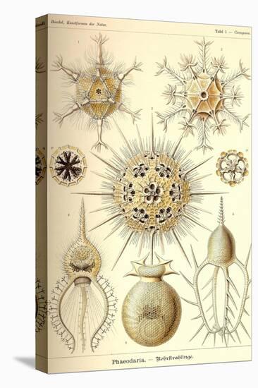 Phaeodaria Radiolarians-Ernst Haeckel-Stretched Canvas