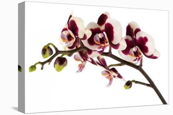 Phalaenopsis Bright Peacock-Fabio Petroni-Premier Image Canvas