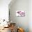 Phalaenopsis Hilo Pink1-Fabio Petroni-Premier Image Canvas displayed on a wall