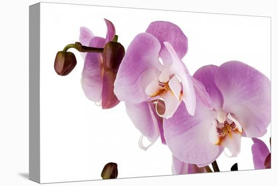 Phalaenopsis Hilo Pink1-Fabio Petroni-Premier Image Canvas