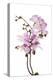 Phalaenopsis Hilo Pink2-Fabio Petroni-Premier Image Canvas