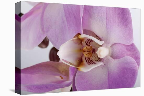 Phalaenopsis Hilo Pink3-Fabio Petroni-Premier Image Canvas