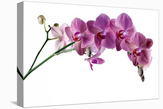 Phalaenopsis Ibrid4-Fabio Petroni-Premier Image Canvas