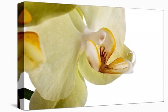 Phalaenopsis Miss Saigong3-Fabio Petroni-Premier Image Canvas