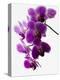 Phalaenopsis Orchids-null-Premier Image Canvas